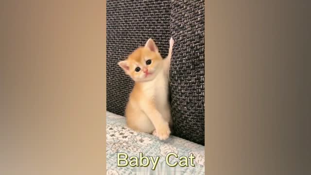 2021 Baby Cats 2#Cute and Funny Cat