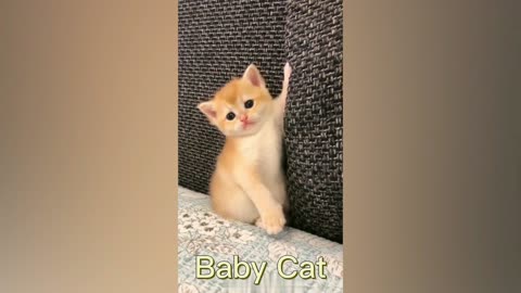 2021 Baby Cats 2#Cute and Funny Cat