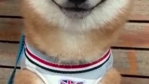 Have A Wonderful Day With Cute Shiba Inu - Best Most Viewed Video - Funny Dog Moments