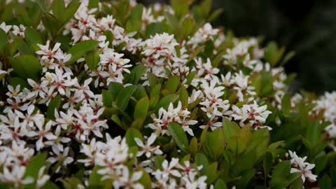 Small white flowers in the garden