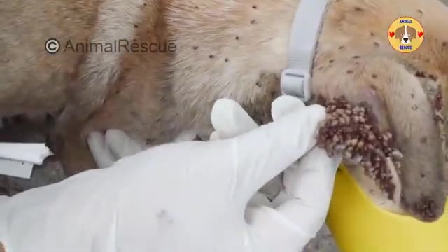 Removing 10000+ Tick From A Poor Dog