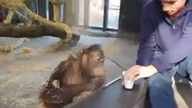 Monkey sees a magic trick