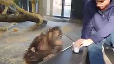 Monkey sees a magic trick