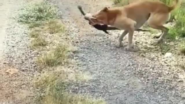 Dog Beat Lizard #fight #animals