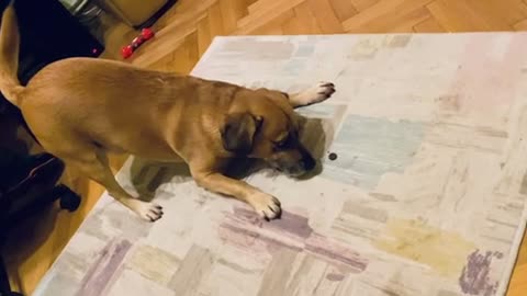 Dog play with food