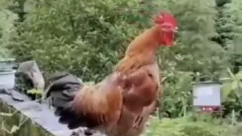 Hen