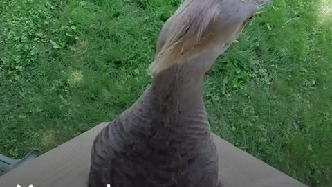 Baby Animals Figure Out Life