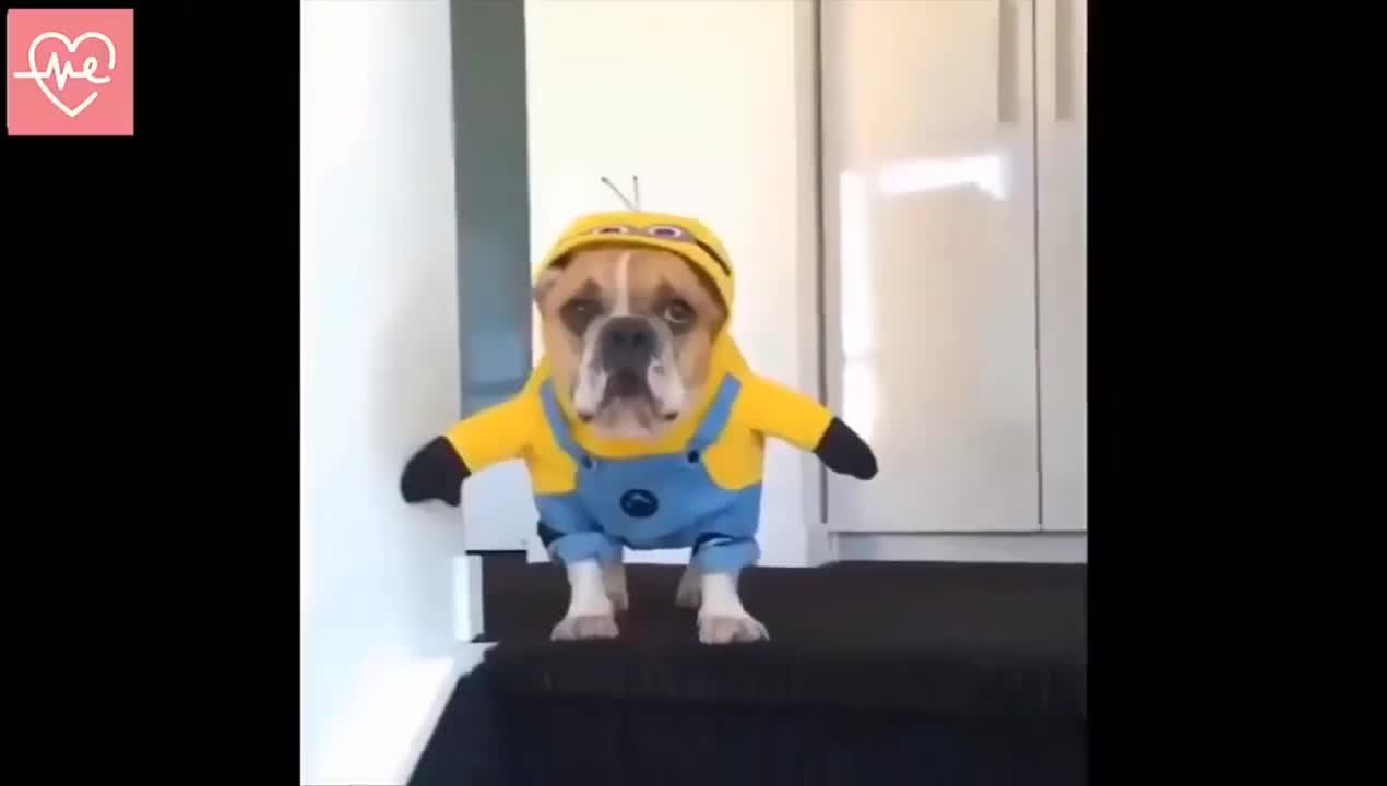 the funniest and cutest dogs on the internet