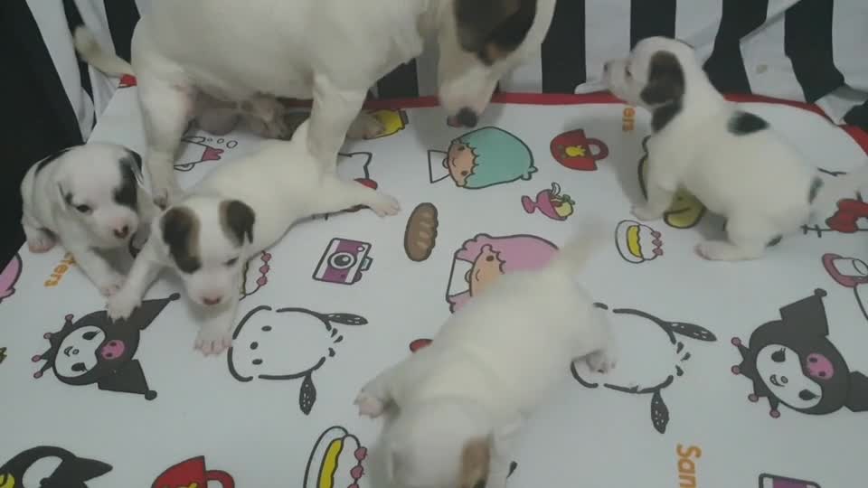 New Born Little Puppies Playing with their Mom|Very Pretty Mom.