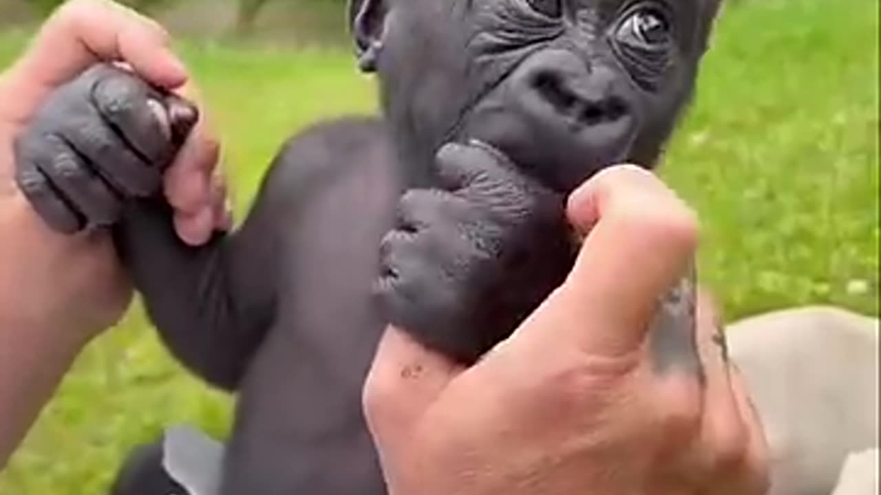 Baby Gorilla