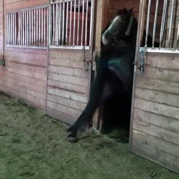 Industrious Horse Opens The Door To His Friend's Stall