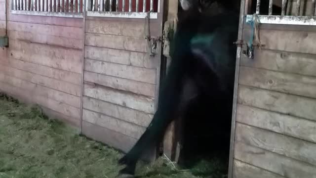 Industrious Horse Opens The Door To His Friend's Stall