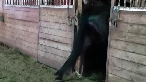 Industrious Horse Opens The Door To His Friend's Stall