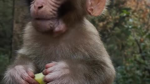 Cute Baby Monkey Eats Cucumber Sweetly