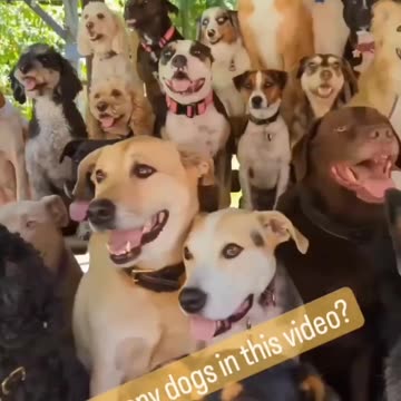 Cat and Dog funny video |Funny animal videos| try not to laugh