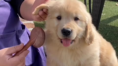 Cute dog getting brush..... 😊😊😊