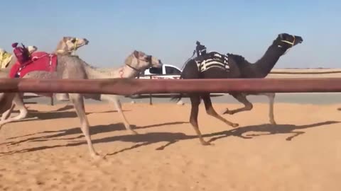 camel race in saudi arab amazing video