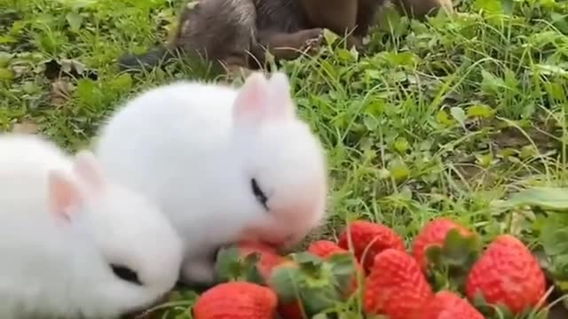 cute rabbit eating