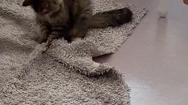 Cat playing on carpet