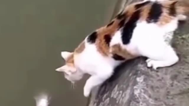 Hungry Cat Finds and Captures Lunch in River #shortts