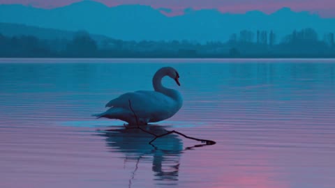 Sunset with goose birds on the water breeze