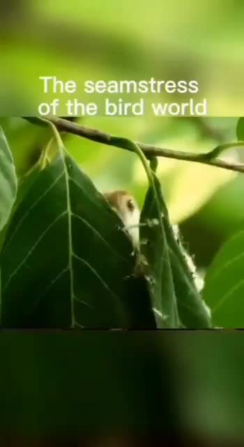 The Seamstress of the Bird World