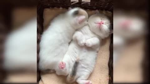Funny cats videos 😀💯💯