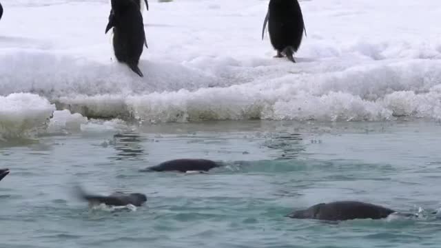 Penguins swimming in a melt pond 🇦🇶 Cape Hallett