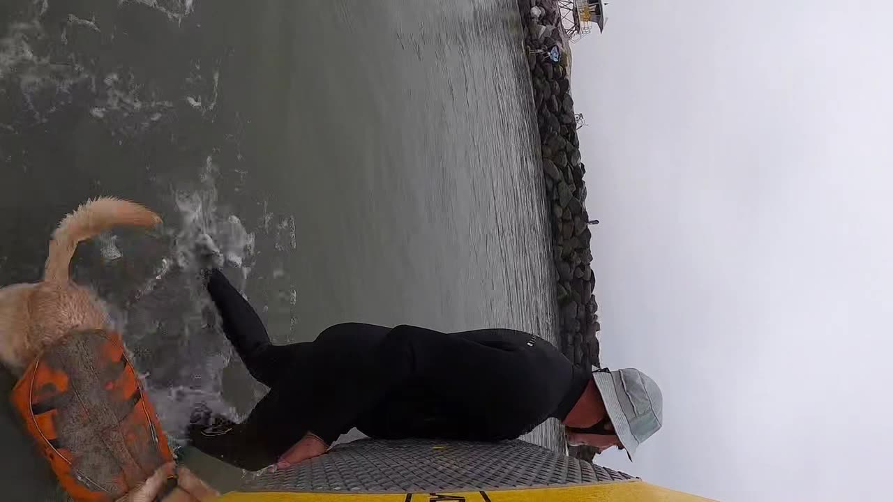 Surf dog barks, spins and shreds with joy