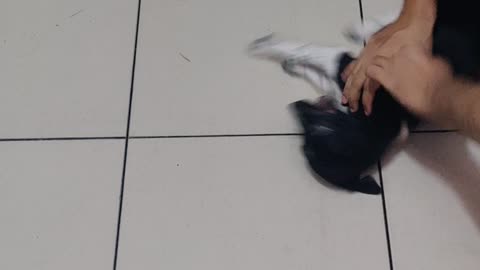 Playful Pup Enjoys Sliding under Bed