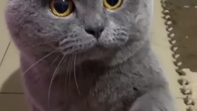 EPIC FUNNIEST CATS AND DOGS VIDEOS – The Best of the Best!