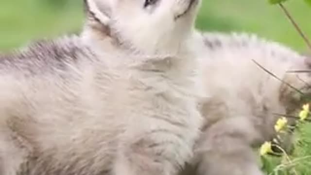 Lovely and Funny Animals Cute Kittens and Funny Cat video Clip