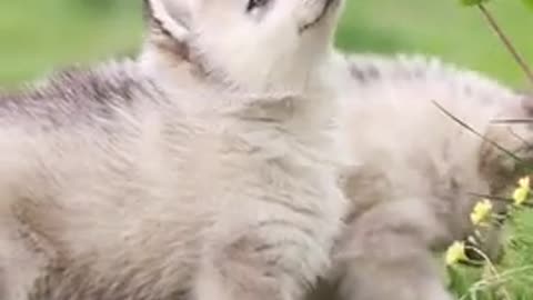 Lovely and Funny Animals Cute Kittens and Funny Cat video Clip