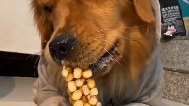 A dog who eats food slips into his mouth