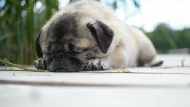 This Pug snores so loud just like we humans