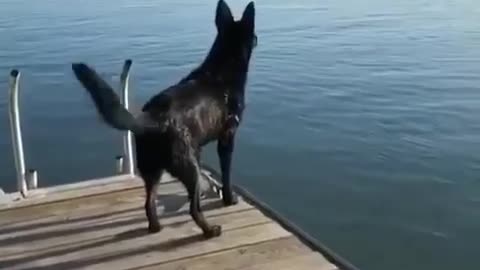 What did he just saw in the water?