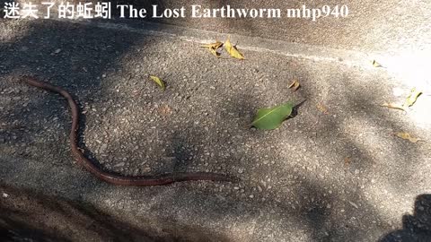[希望能續命] 迷失了的蚯蚓 The Lost Earthworm, mhp940, Dec 2020