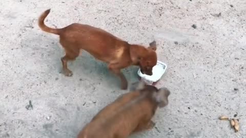 The dog with the pig