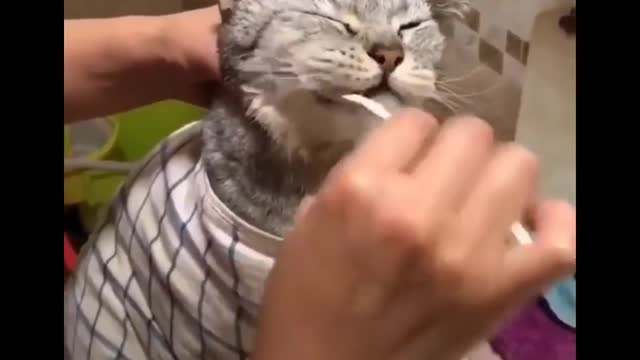 Try not to laugh funny videos of cats