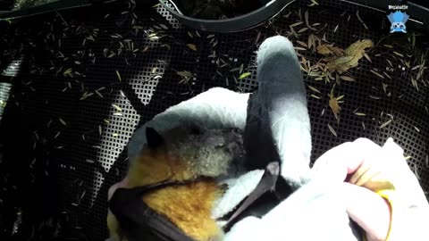 Baby flying-foxes in care; Maggie with Negroni and Benji