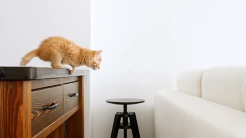 Baby Cats - Cute and Funny Cat Videos Compilation