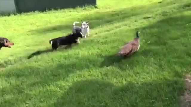 Dog vs Peacock