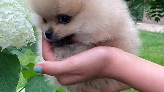 Cute dog on hand playing with flower.