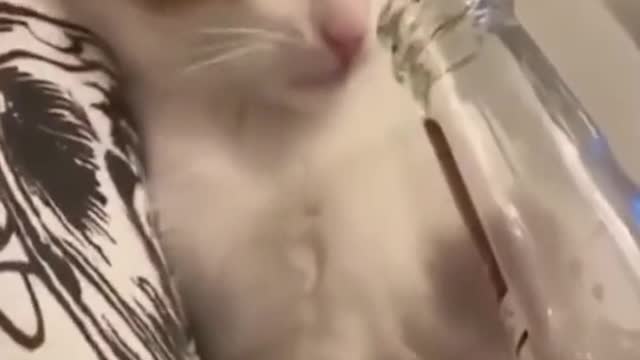 Can't stop laughing animals 🐈😺 Cute #05💋🥺