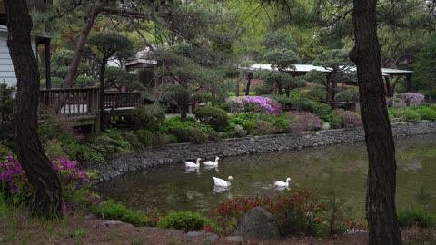 DUCKS