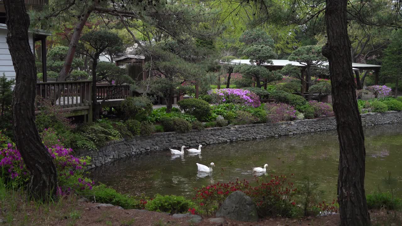 DUCKS