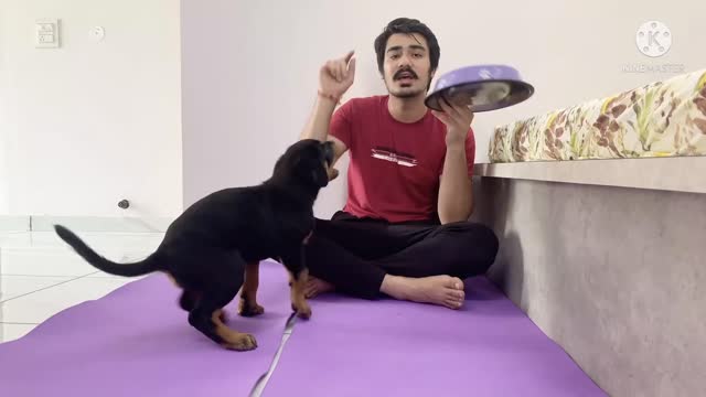 DOG EATING TRAINING