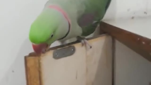 crazy parrot!! My parrot is crazy, what is he doing!!!!!