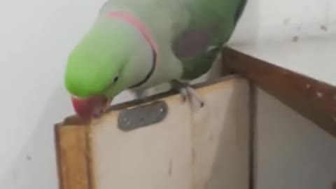 crazy parrot!! My parrot is crazy, what is he doing!!!!!