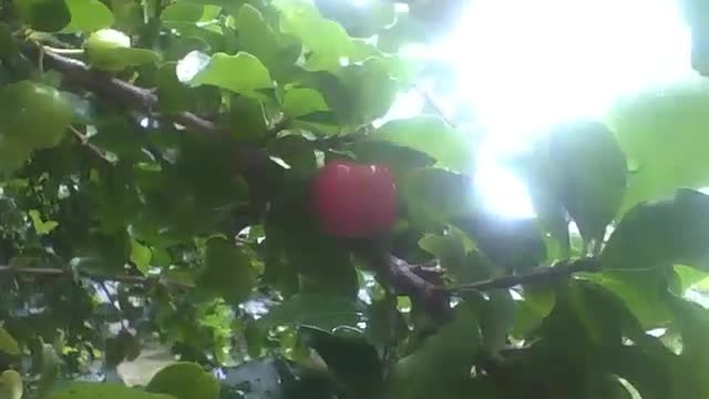 Pé de acerola com frutos, as folhas estão molhadas devido a chuva [Nature & Animals]